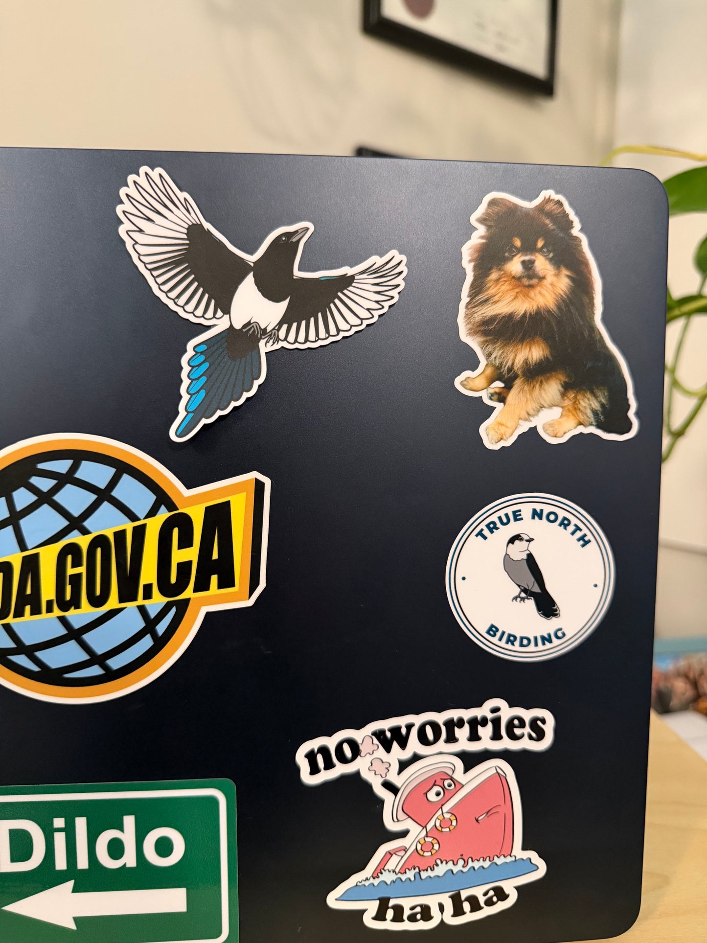 Black-billed Magpie Sticker: Waterproof Vinyl Decal