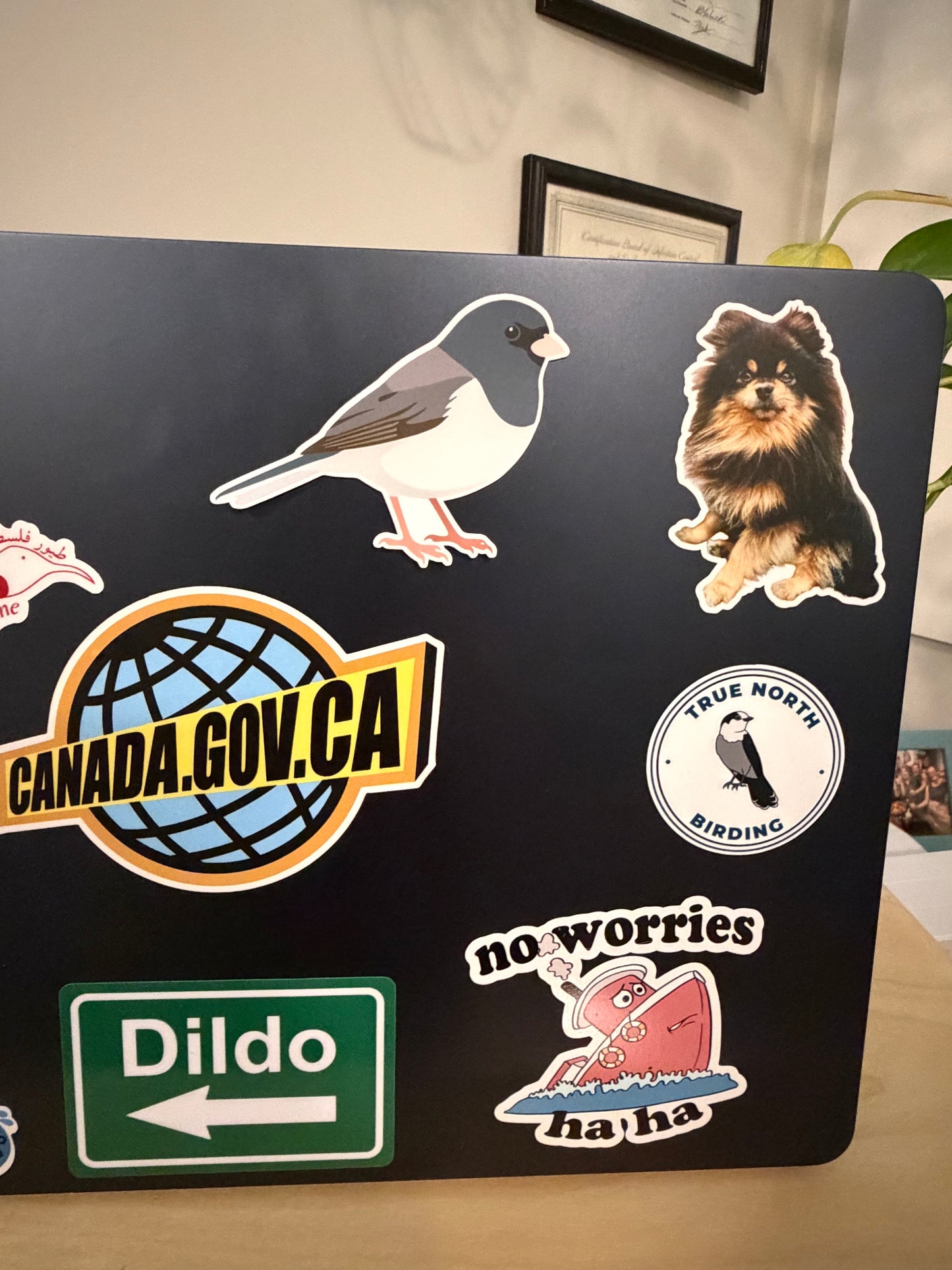 Dark-eyed Junco Sticker: Waterproof Vinyl Decal