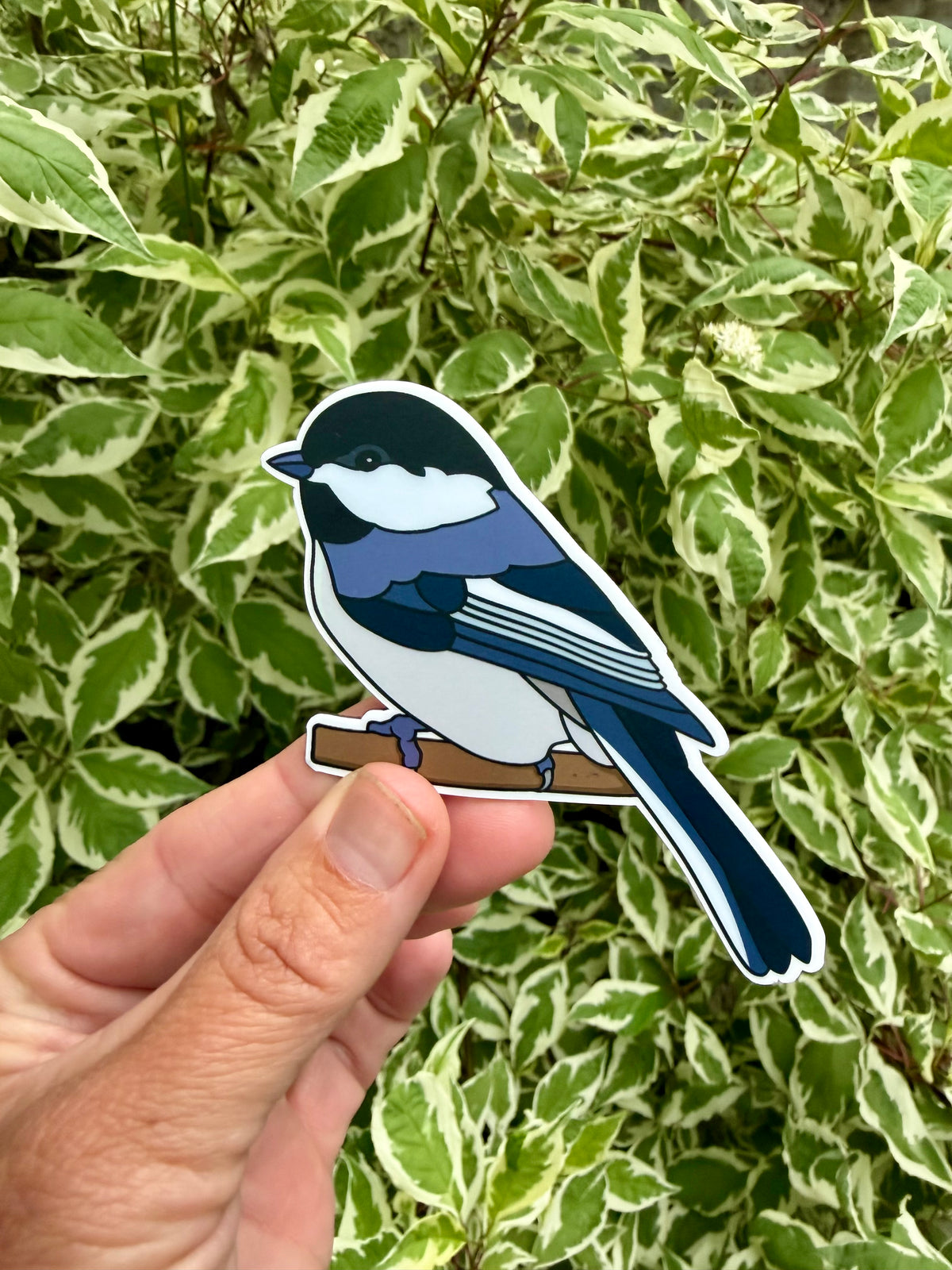 Magnet! Black-capped Chickadee Fridge Magnet