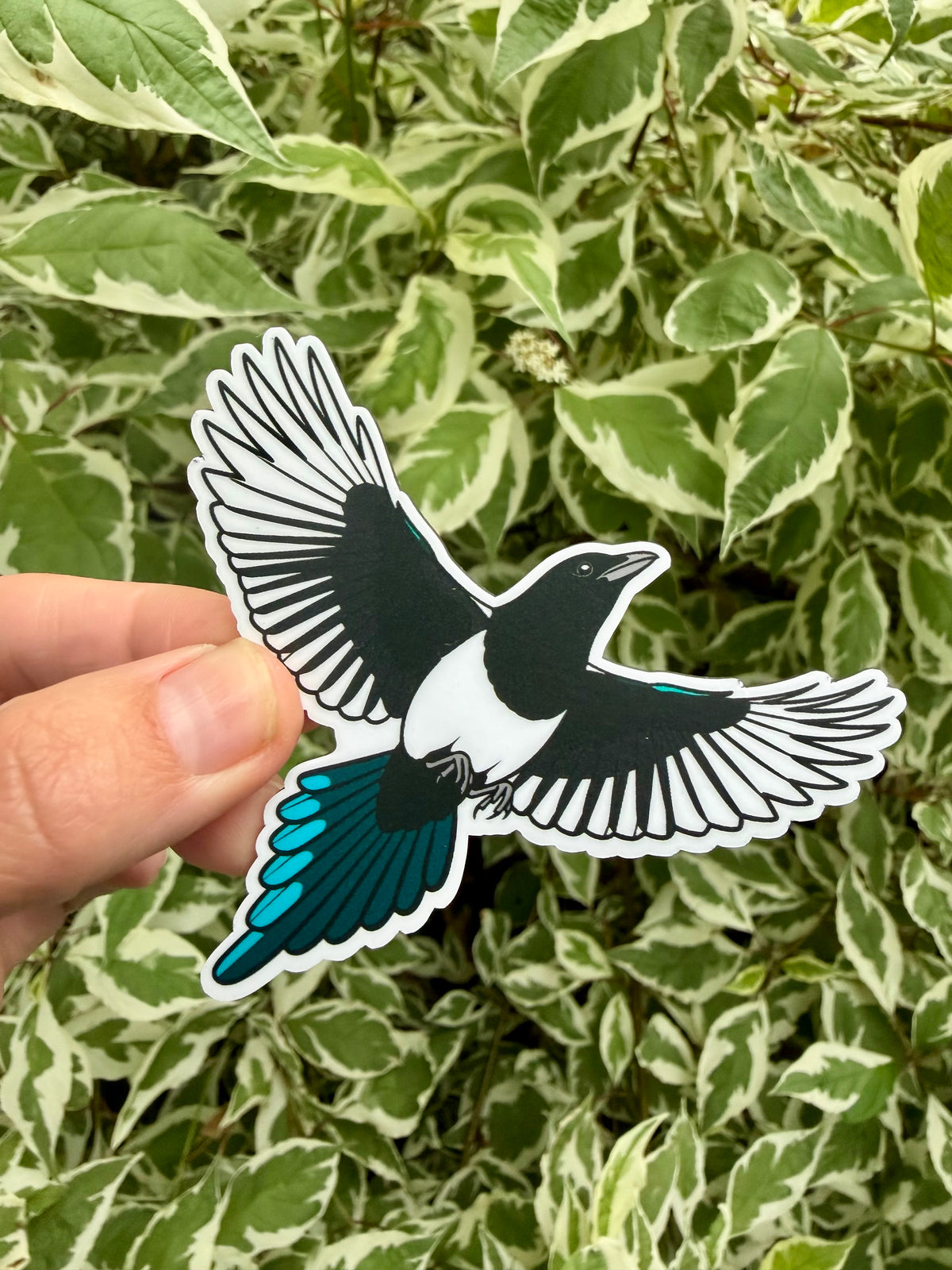 Magnet! Black-billed Magpie Fridge Magnet