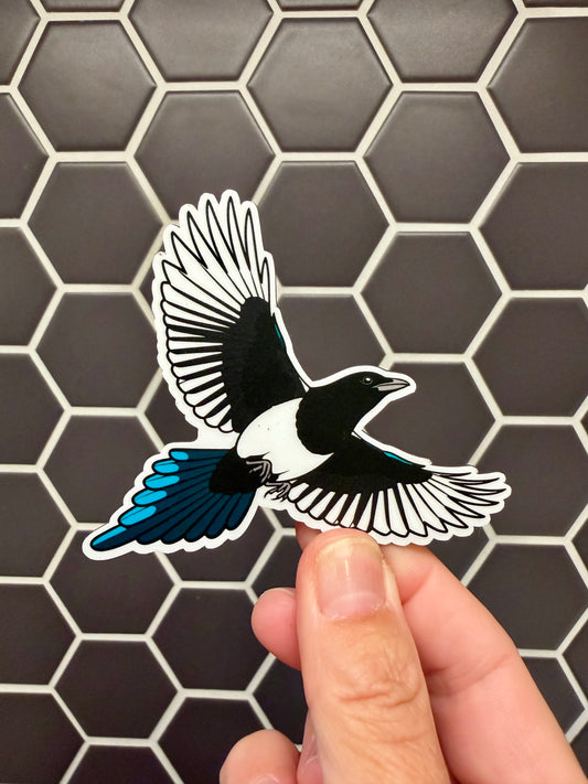 Magnet! Black-billed Magpie Fridge Magnet