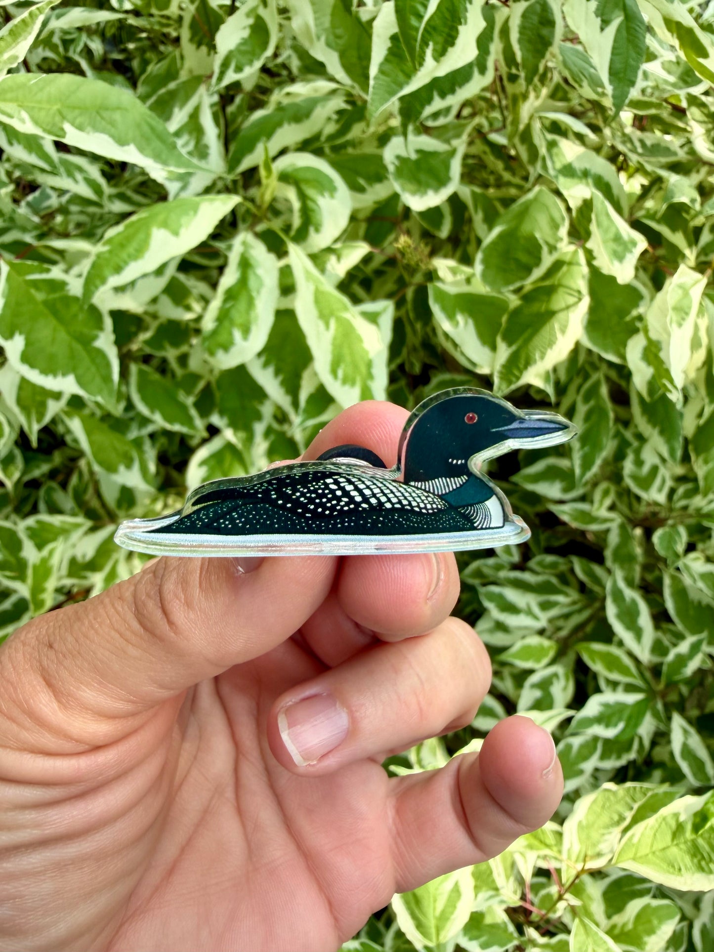 PIN! Common Loon Acrylic Pin - Bird Lover Gift