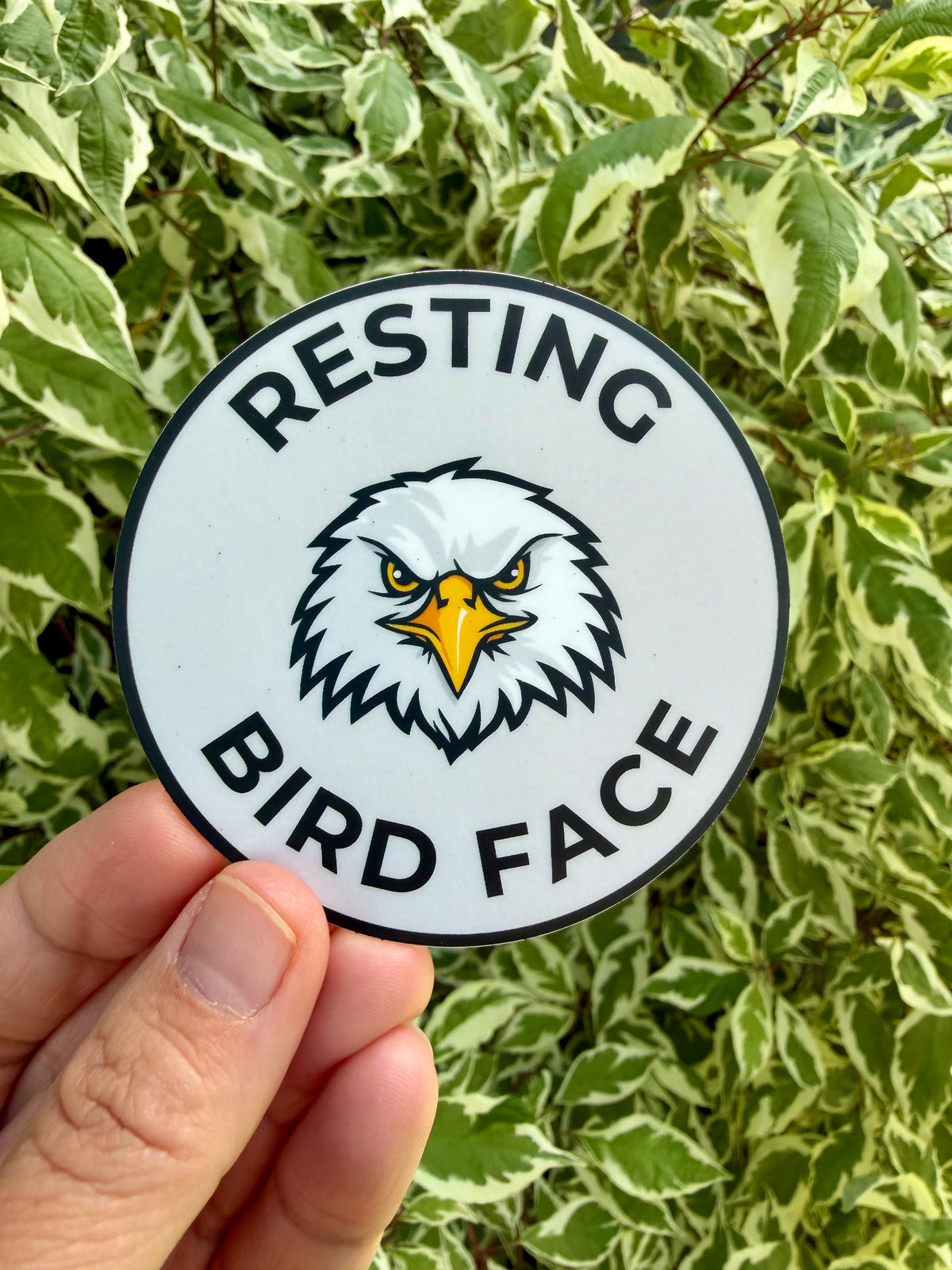 Resting Bird Face Sticker: Bald Eagle Waterproof Vinyl Decal