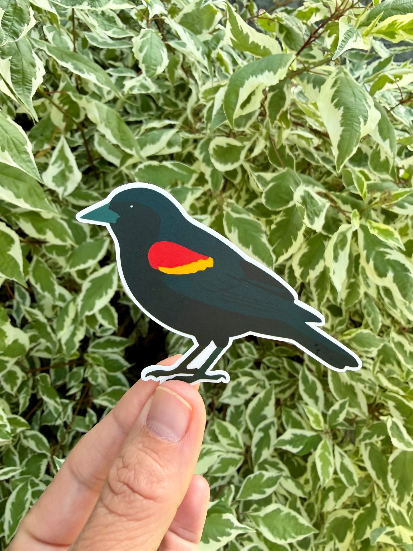 Red-winged Blackbird Sticker: Waterproof Vinyl Decal