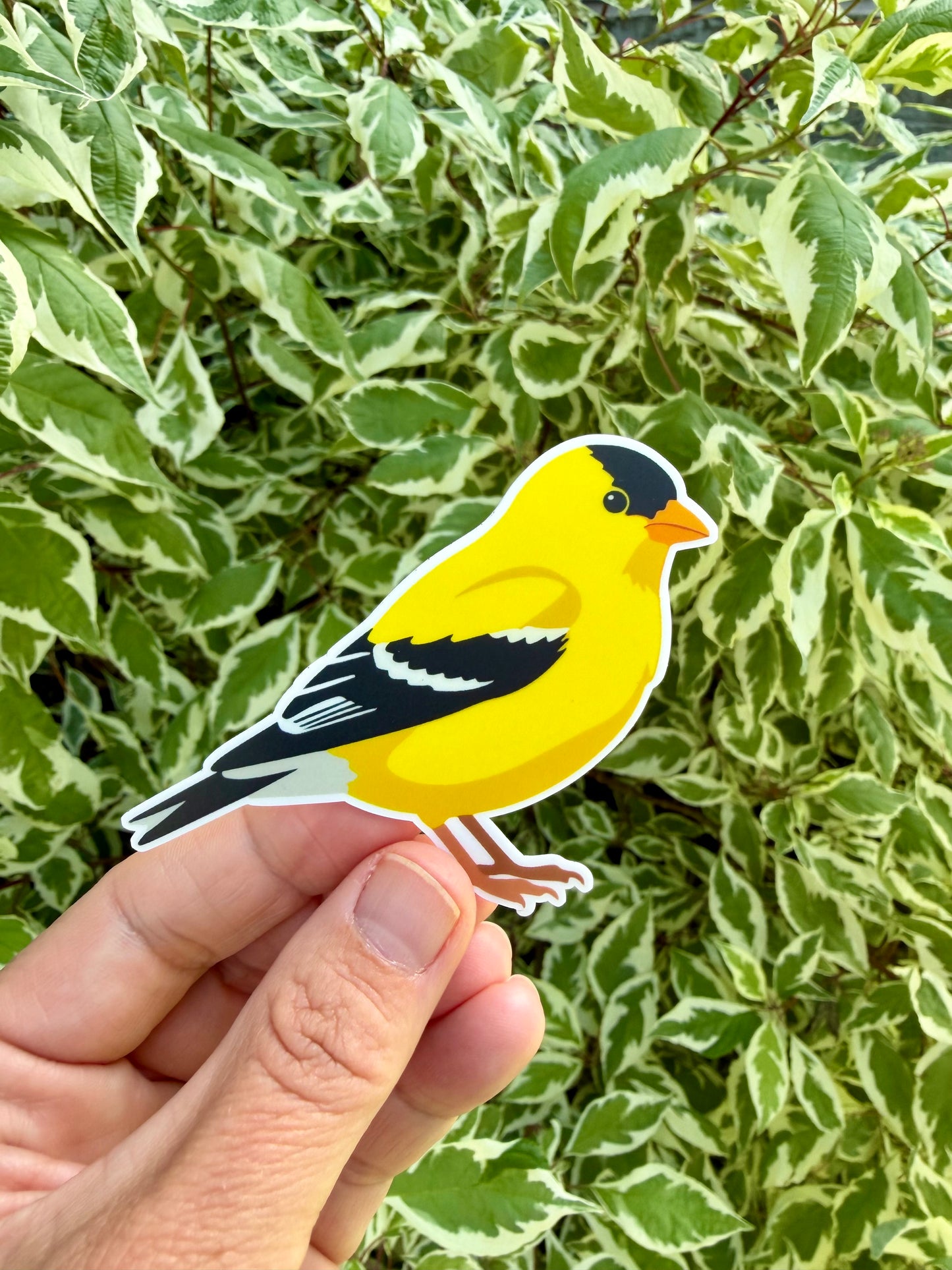 American Goldfinch Sticker: Waterproof Vinyl Decal