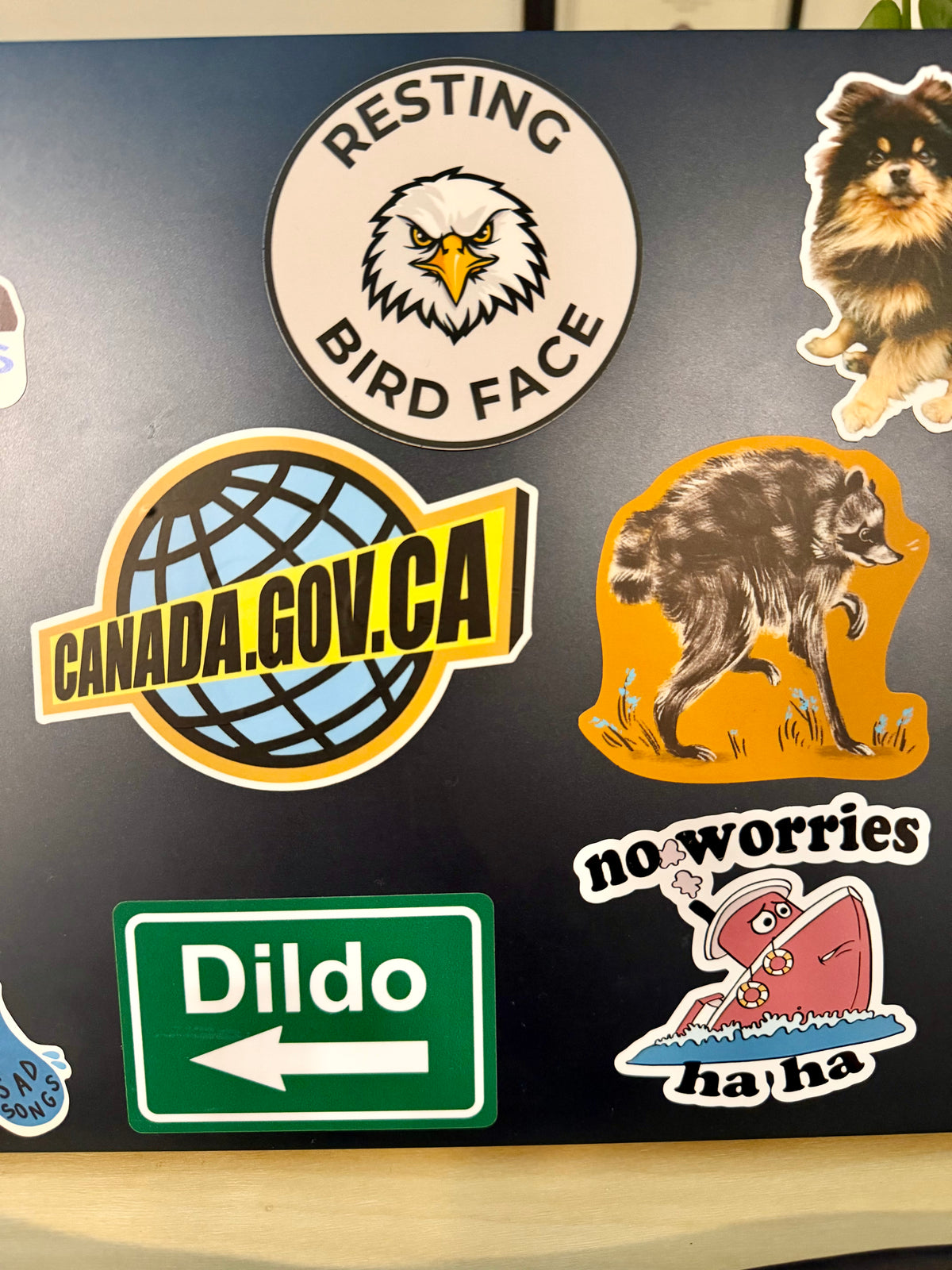 Resting Bird Face Sticker: Bald Eagle Waterproof Vinyl Decal