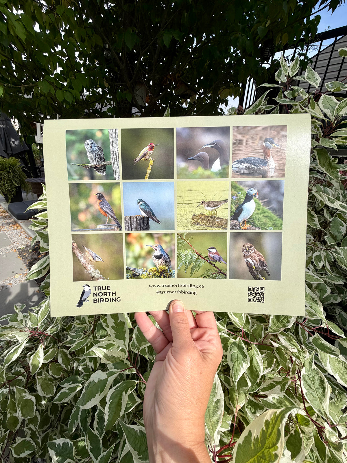 Birds of Canada 2027 Wall Calendar- Original Bird Photography