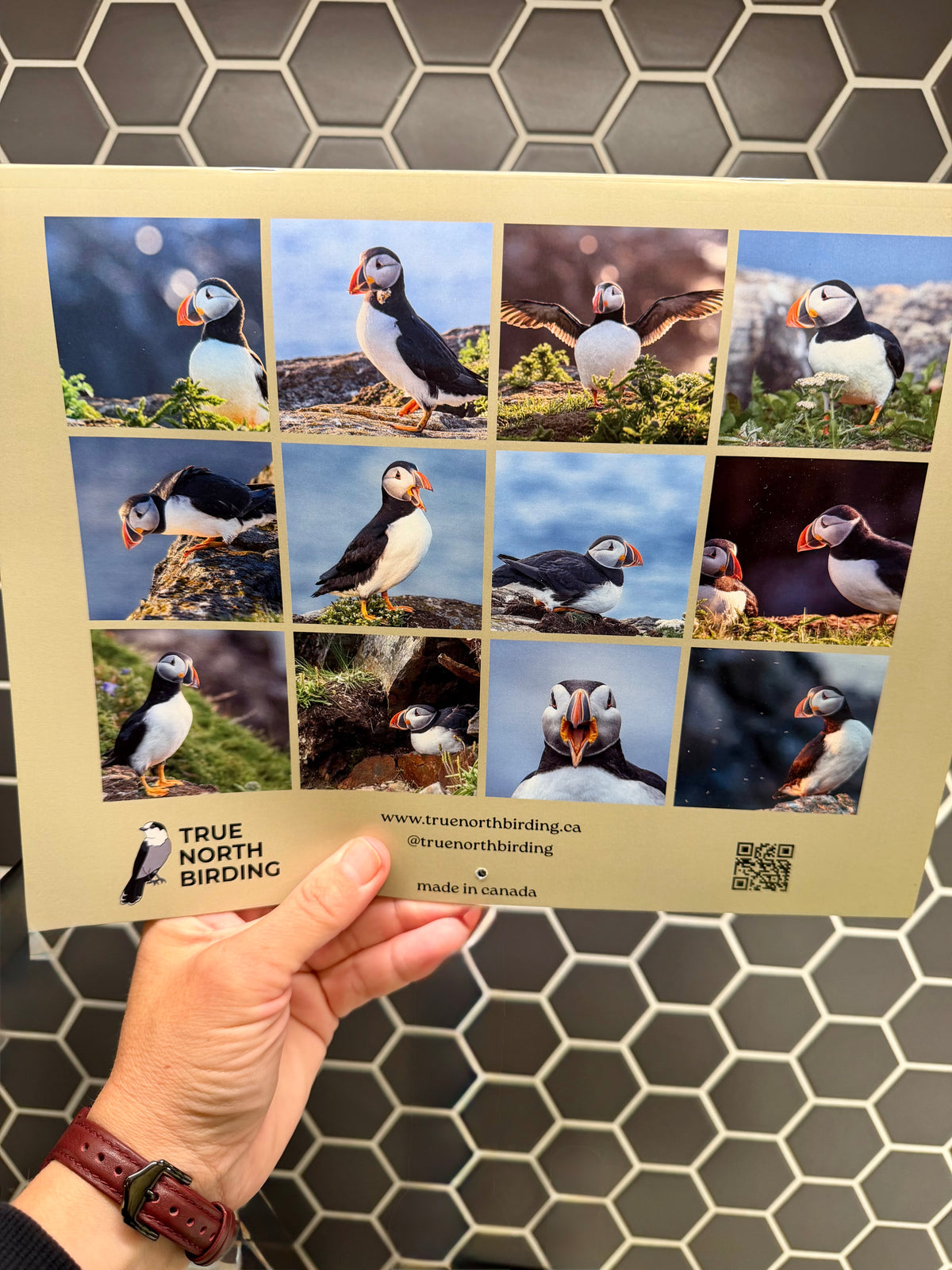 Atlantic Puffins 2027 Wall Calendar- Original Bird Photography