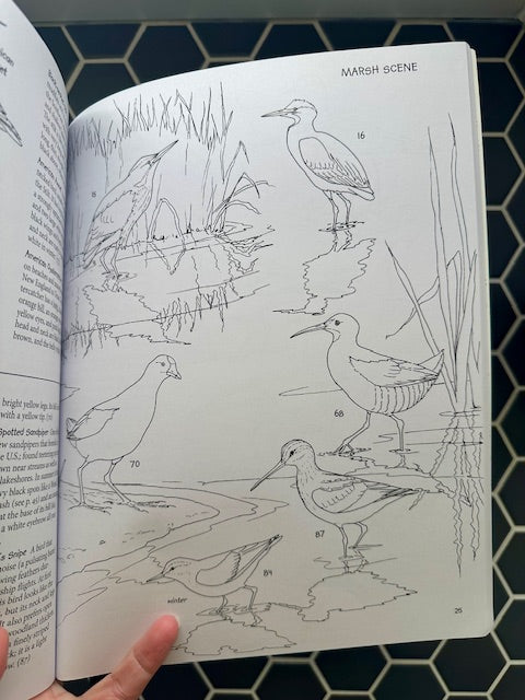 For Kids! Bird Watching Gift - Get Started Birding, Learn to Birdwatch