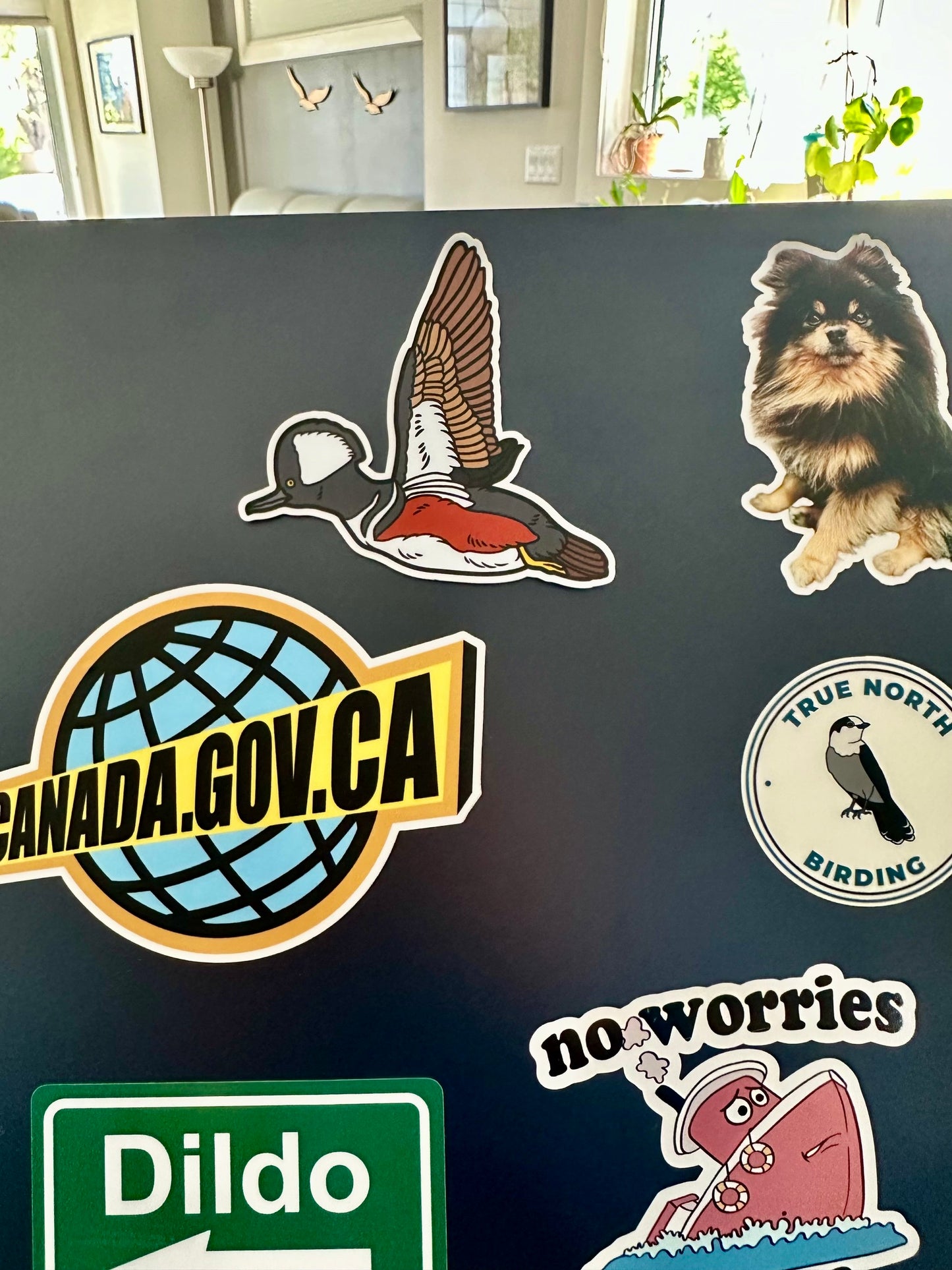 Hooded Merganser Sticker: Vinyl Bird Sticker