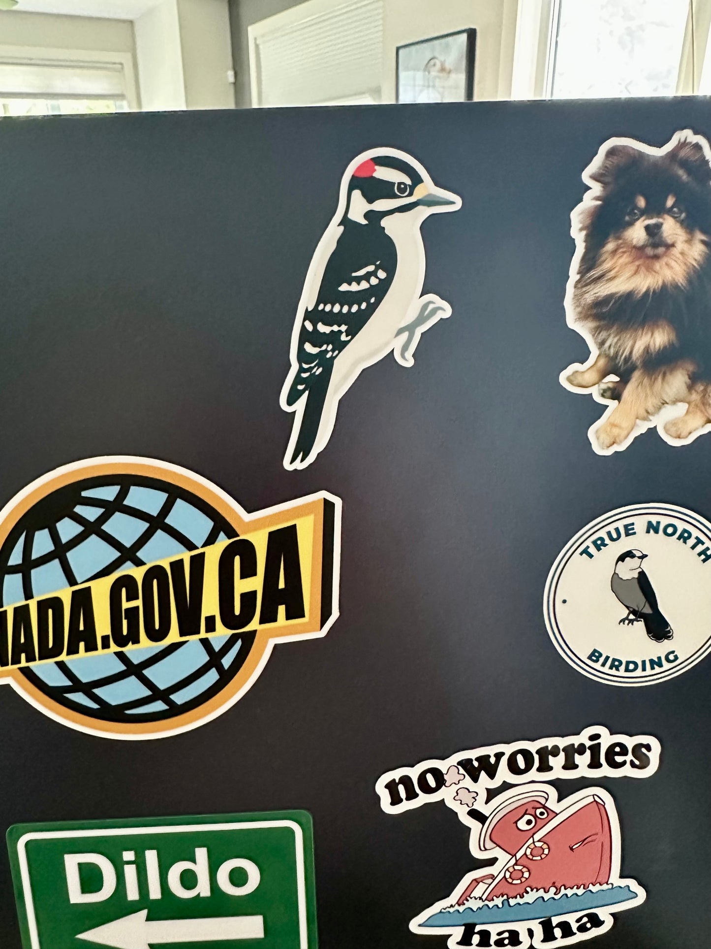 Downy Woodpecker: Weatherproof Vinyl Sticker