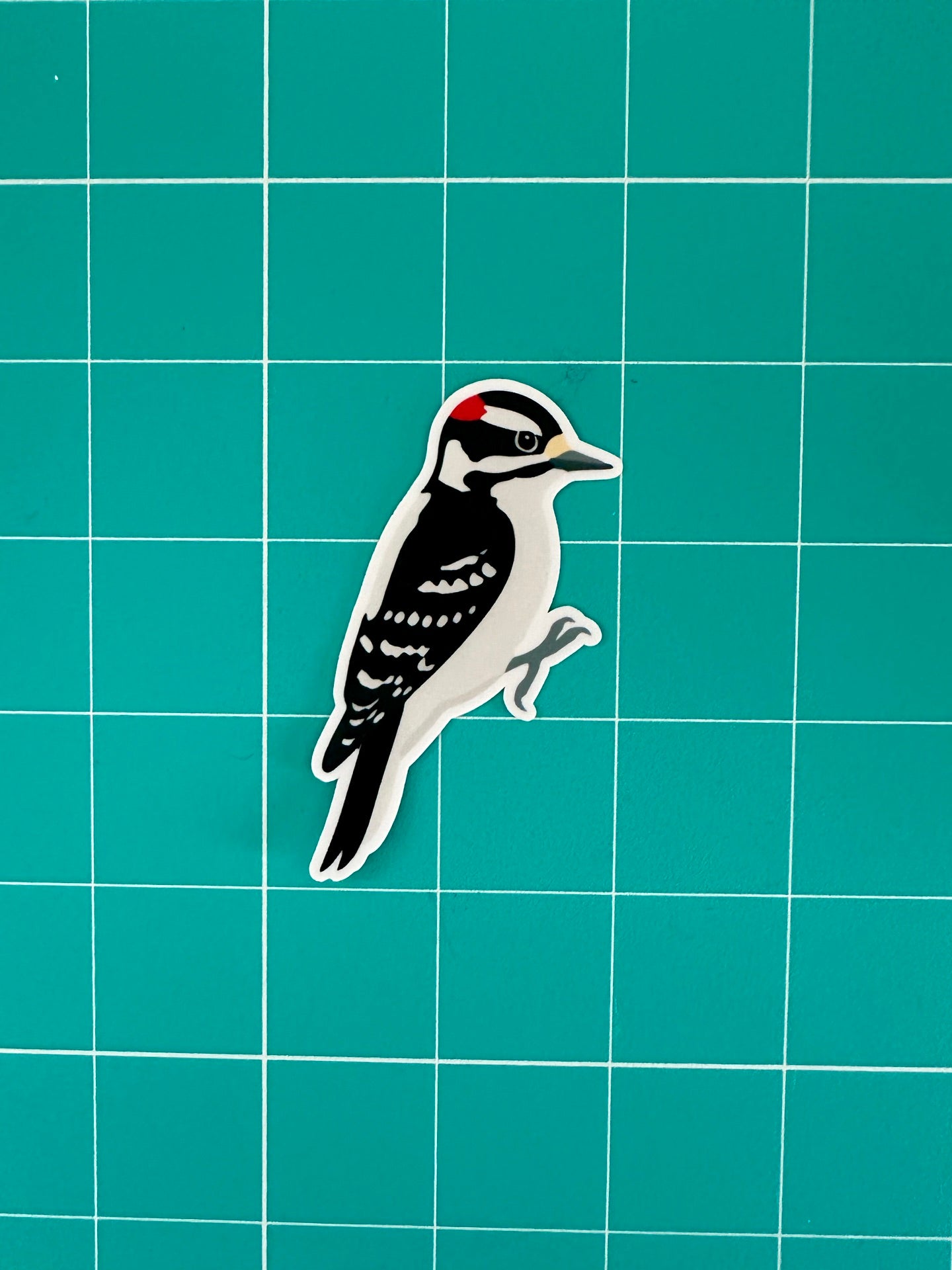 Downy Woodpecker: Weatherproof Vinyl Sticker