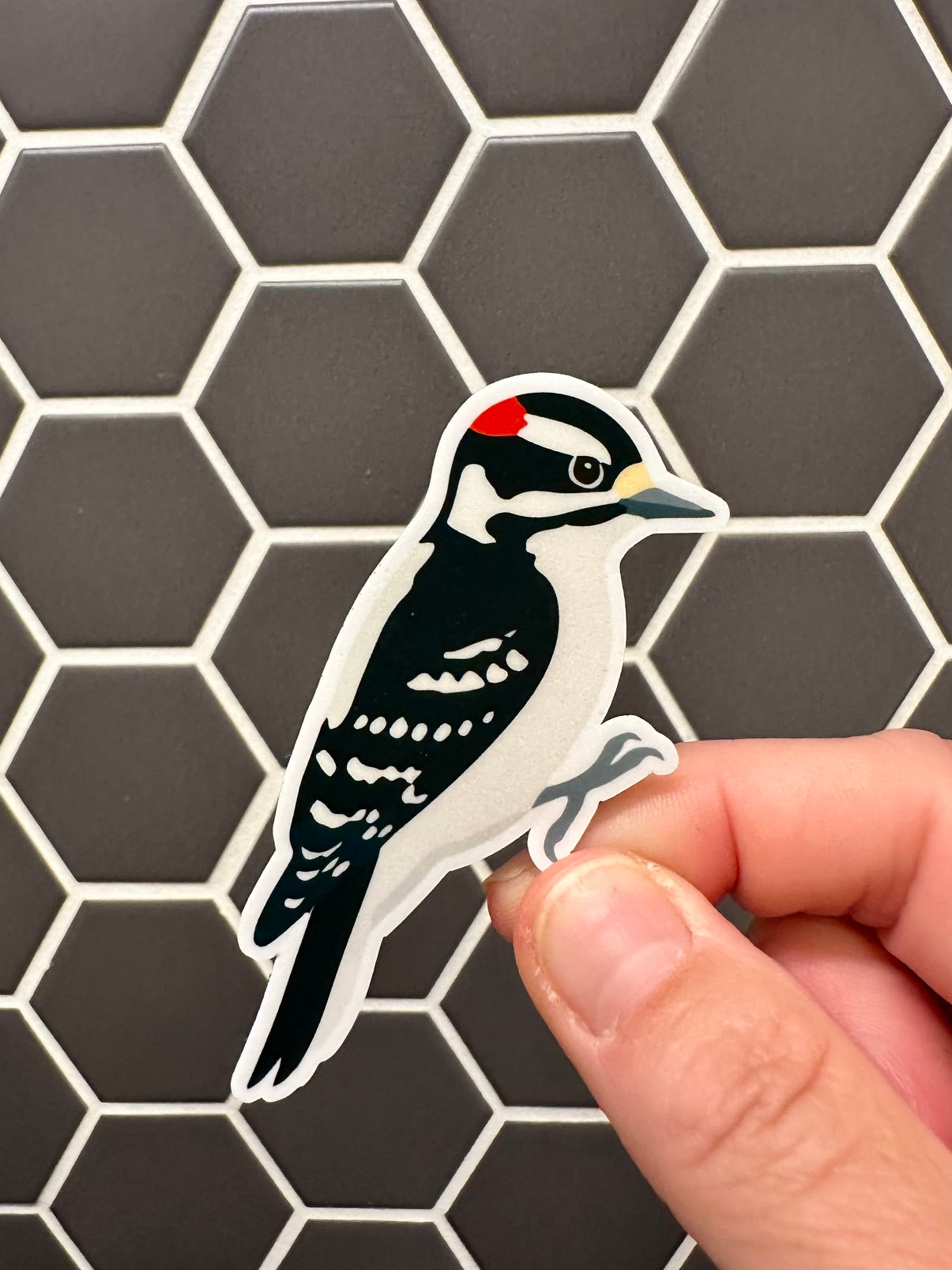Downy Woodpecker: Weatherproof Vinyl Sticker