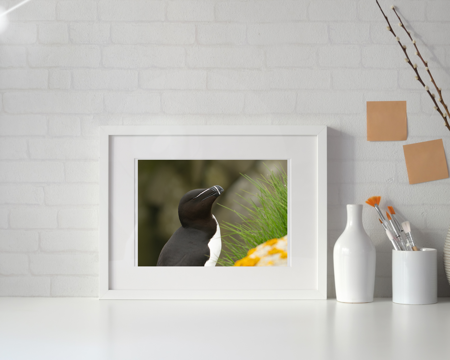 Razorbill Photograph- Fine Art Wall Print