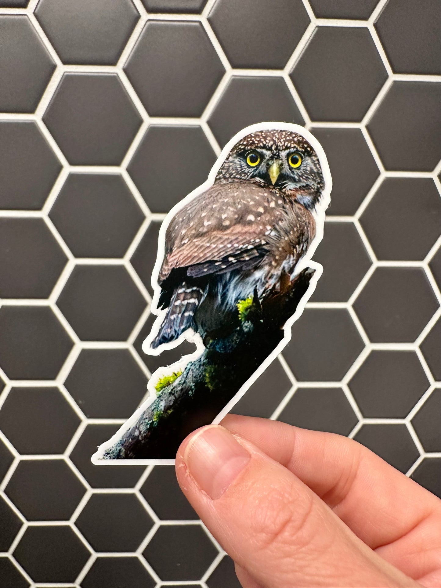 Northern Pygmy Owl Photo Sticker: Vinyl Bird Sticker