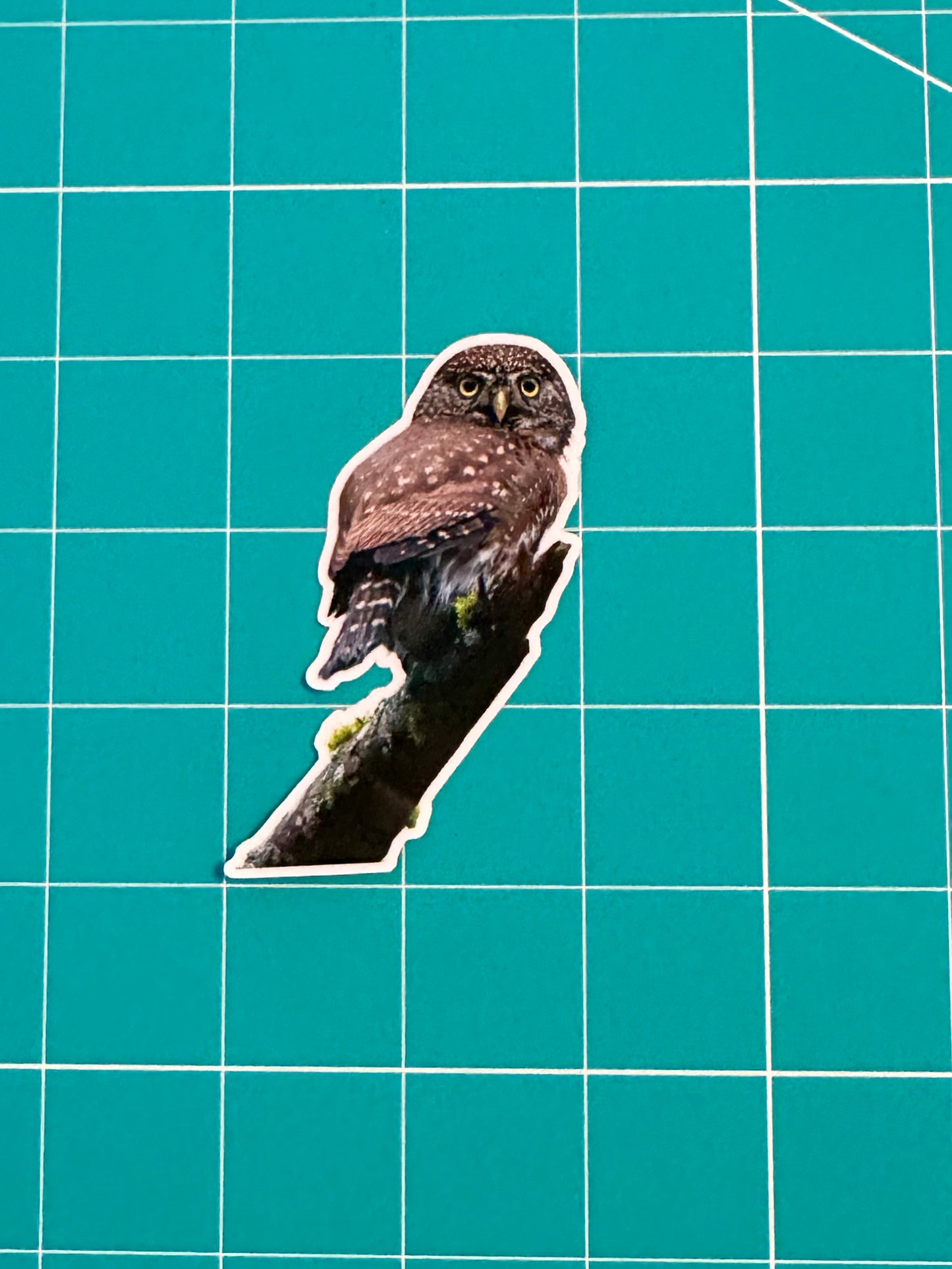 Northern Pygmy Owl Photo Sticker: Vinyl Bird Sticker