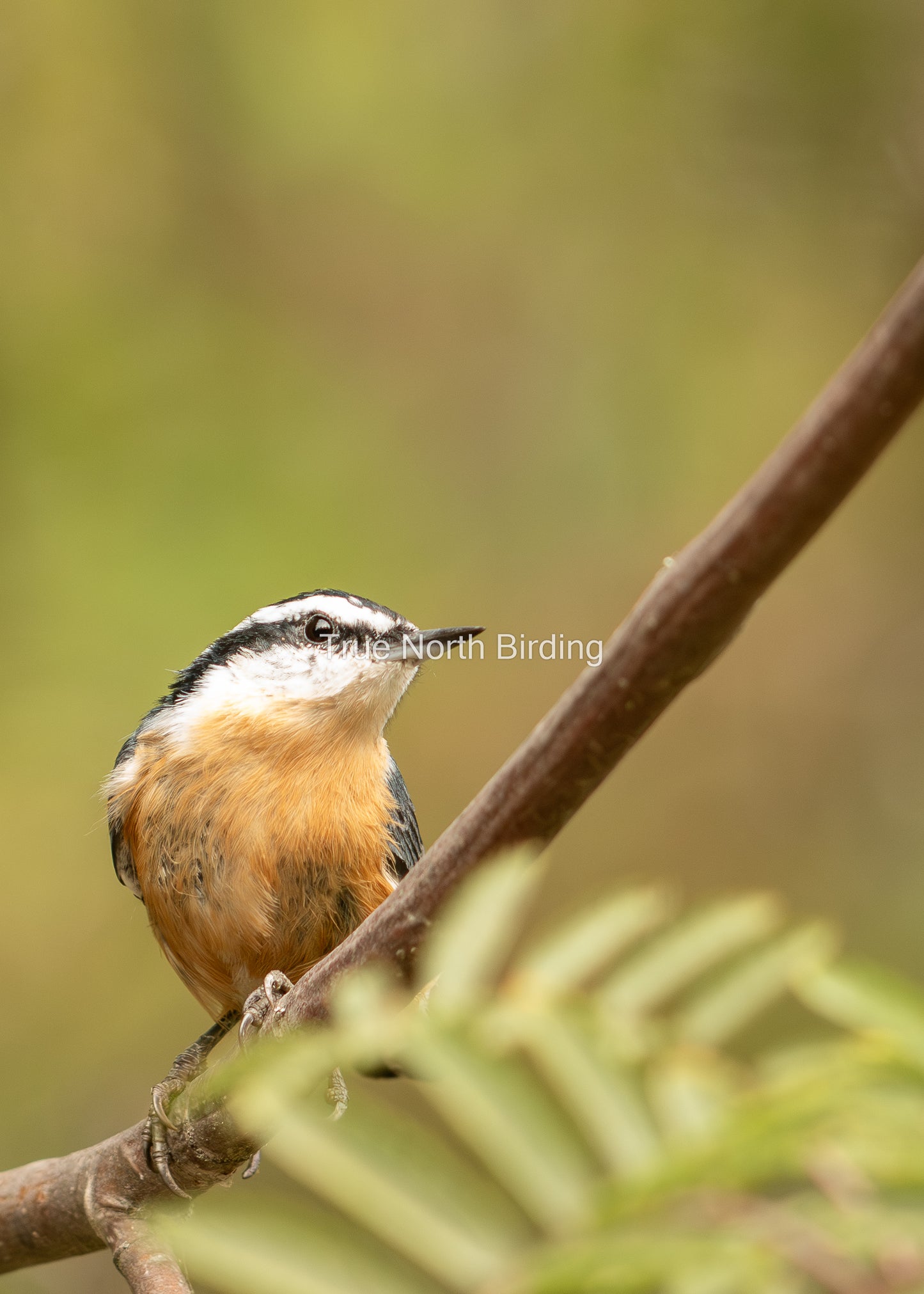 Red-breasted Nuthatch Photo | Original Wall Art Print