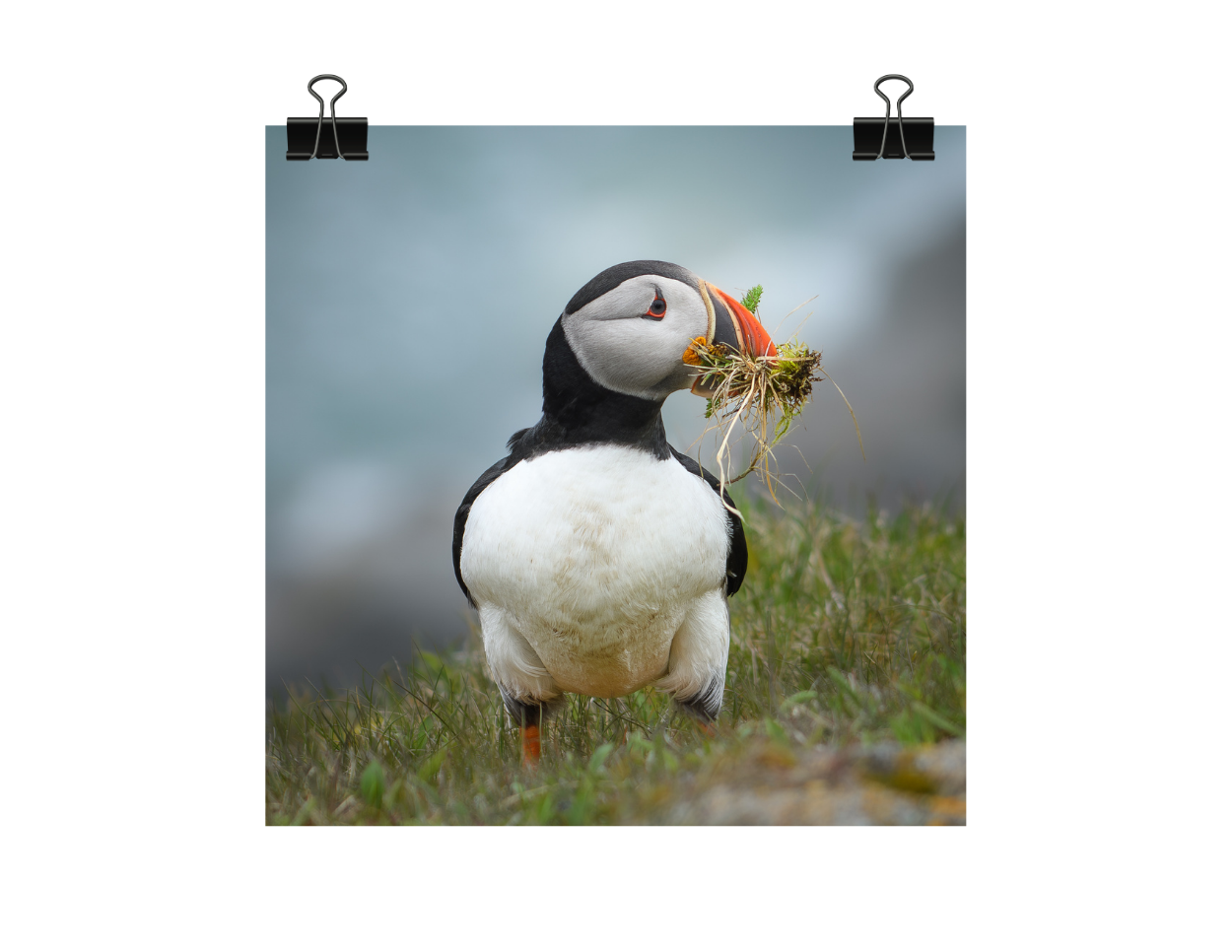 Atlantic Puffin Photograph: Newfoundland Bird Art Print