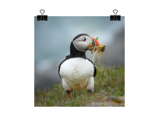 Atlantic Puffin Photograph: Newfoundland Bird Art Print