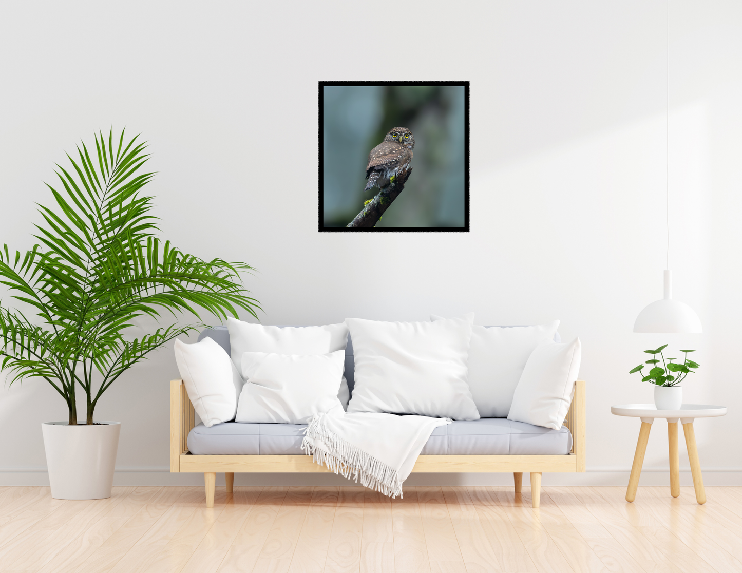 Northern Pygmy Owl Photograph | Original Bird Art Print