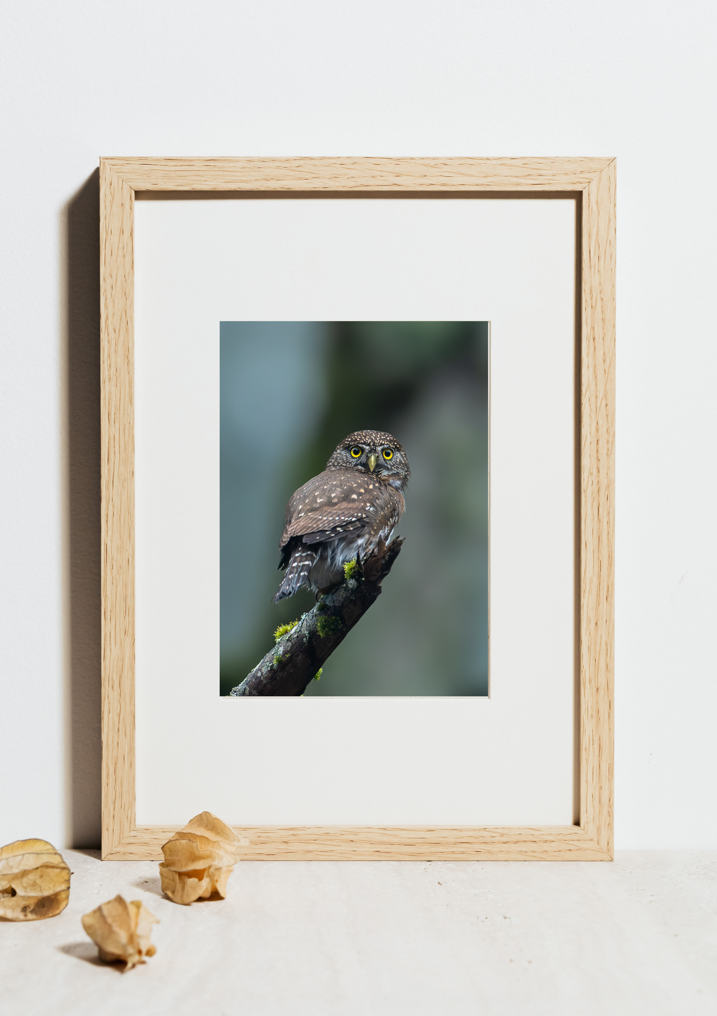 Northern Pygmy Owl Photograph | Original Bird Art Print