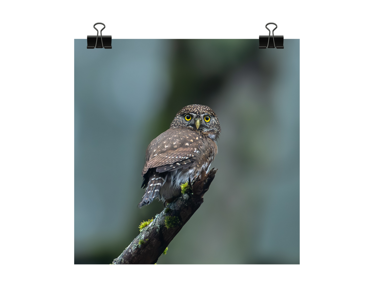Northern Pygmy Owl Photograph | Original Bird Art Print
