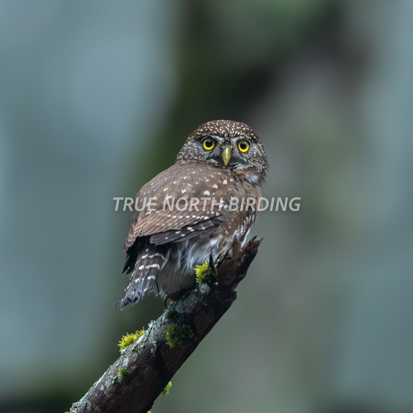 Northern Pygmy Owl Photograph | Original Bird Art Print