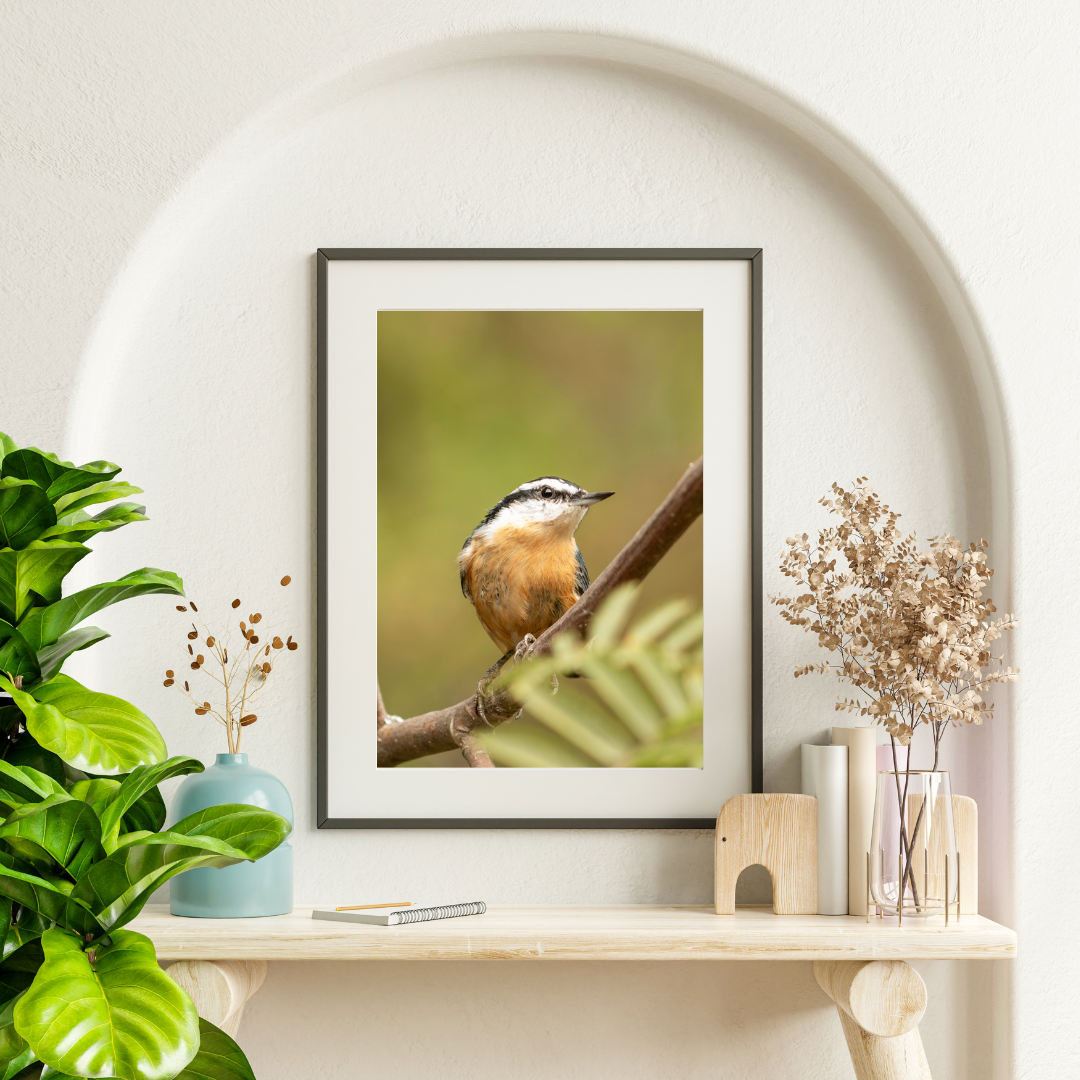Red-breasted Nuthatch Photo | Original Wall Art Print
