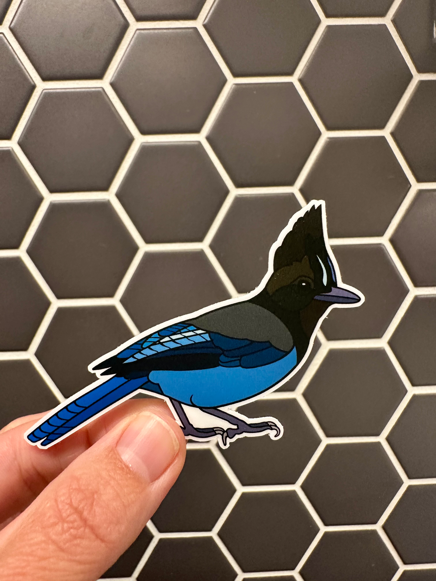 Steller’s Jay Sticker image 0