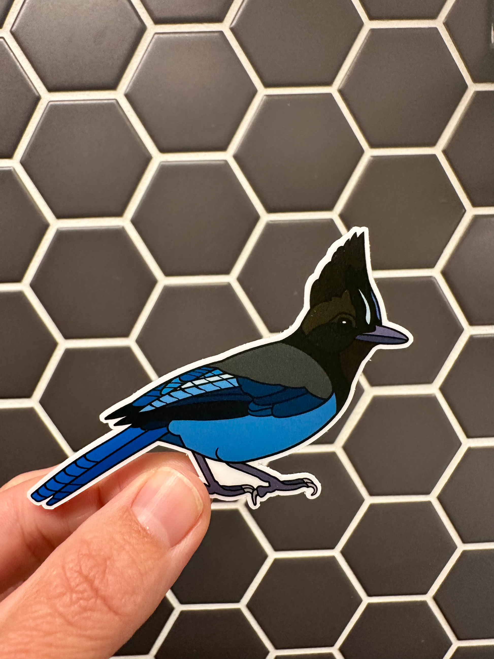 Steller’s Jay Sticker image 0