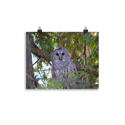 Barred Owl Photograph- Fine Art Wall Print