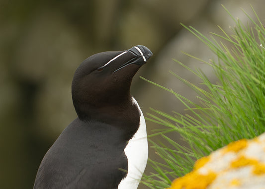 Razorbill Photograph- Fine Art Wall Print